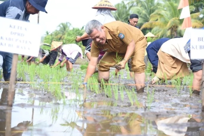 TANAM PADI : Bupati Kubu Raya, Muda Mahendrawan bersama masyarakat Sungai Kakap menanam padi serentak di Desa Sungai Rengas.  IST