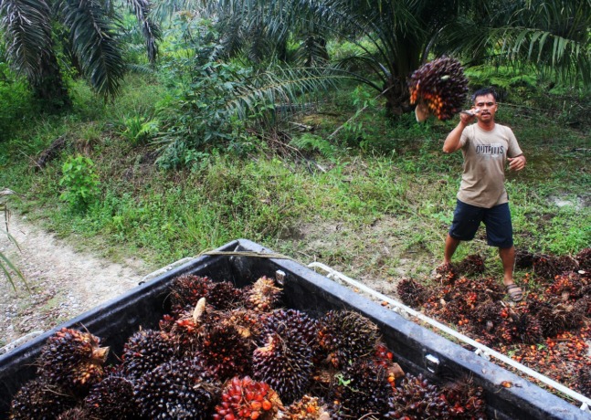 PANEN : Dengan menggunakan dodos, petani sawit mengangkut TBS ke bak mobil terbuka. TBS tersebut berasal dari lahan sawit yang diremajakan melalui program Peremajaan Sawit Rakyat (PSR). (Siti/Pontianak Post)
