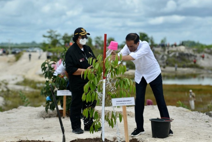 Presiden RI Joko Widodo didampingi Menteri Lingkungan Hidup dan Kehutanan Siti Nurbaya Abubakar saat menanam pohon di area lahan bekas pertambangan emas tanpa izin di  Desa Kedabang, Kecamatan Sintang, Kabupaten Sintang, beberapa waktu lalu. (ARIEF NUGROH