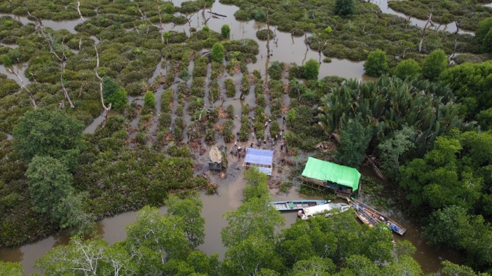 Lokasi: Lokasi penanaman mangrove di hutan Desa Mengkalang Jambu, Kabupaten Kubu Raya.