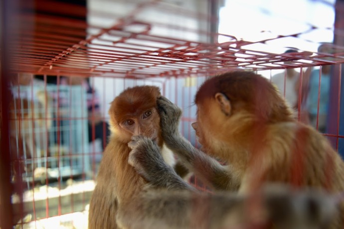PEMINDAHAN BEKANTAN: Petugas TNA Angkatan Laut saat memindahkan kandang berisi Bbekantan dari sebuah kapal, belum lama ini. Primata endemik Kalimantan itu rencananya akan diselundupkan ke Vietnam. ARIEF NUGROHO/PONTIANAK POST