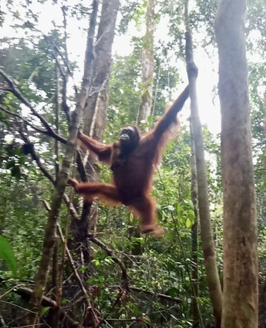 Satu individu orangutan bernama Laksmi terpantau sedang menggendong bayinya di kawasan Taman Nasional Bukit Baka Bukit Raya (TNBBBR). Individu orangutan betina hasil rehabilitasi itu melahirkan anak keduanya. (Dokumen KLHK)