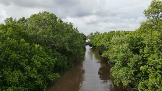 Mangrove mampu menahan arus air laut yang mengikis daratan pantai. Dengan kata lain, tumbuhan mangrove mampu menahan air laut agar tidak mengikis tanah di garis pantai. (IST)