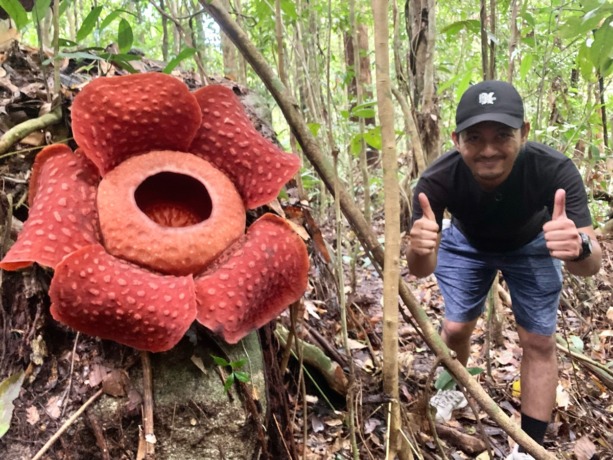 Rafflesia Tuan Mudae yang tengah mekar menyambut rombongan jurnalis Kalbar di Gunung Gading, Sarawak. foto Shando Safela