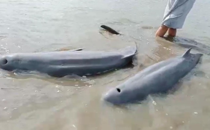 TERDAMPAR: Dua pesut Orcaella Brevirostris saat ditemukan warga terdampar di Pantai Tambak Rawang, Desa Sutera, Kecamatan Sukadana. FOTO: POTONGAN VIDEO