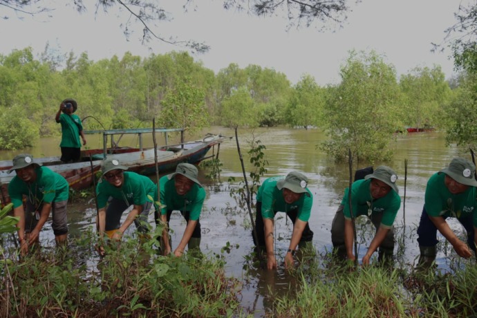 Penanaman mangrove yang dilakukan PLN UIP KLB.PLN untuk Pontianak Post.