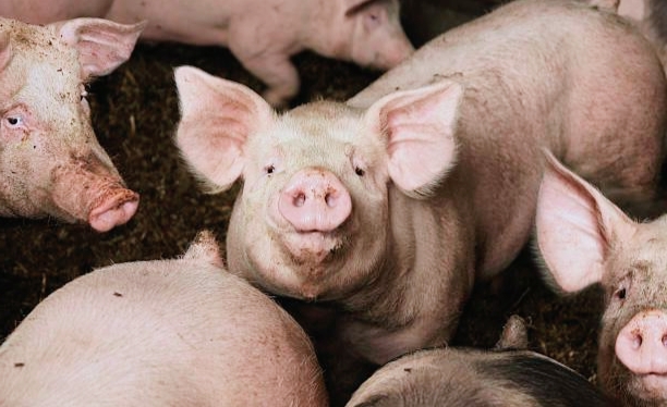 Harga: harga daging babi di pasaran Rp150 ribu per kilogram dan peminatnya masih tinggi di Kota Singkawang.