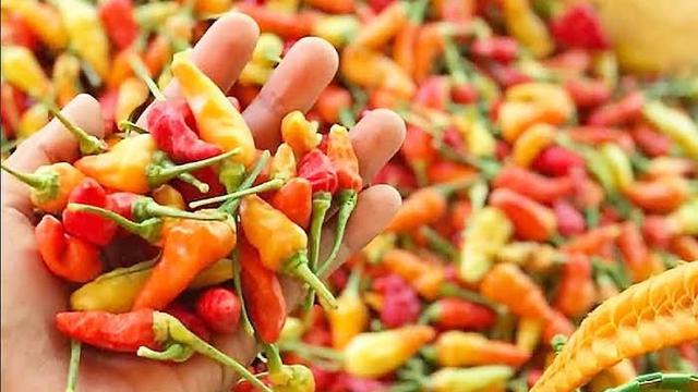 Ilustrasi cabe rawit. (Jawa Pos)