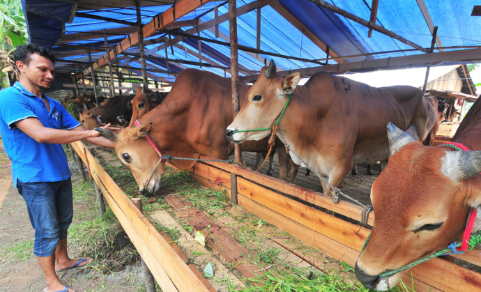 PERAWATAN: Peternak sapi di Jalan Perdamaian memberikan makanan rumput ke sapi peliharaannya. Adanya wabah PMK membuat peternak lebih waspada, apalagi menjelang hari raya kurban. HARYADI/PONTIANAKPOST