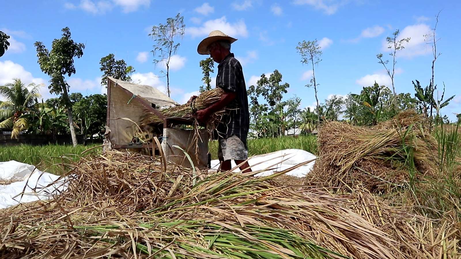 PENYANGGA PANGAN NASIONAL: Seorang petani sedang merampek batang padi dengan mesin sederhana miliknya di persawahan Desa Tanak Awu, Kecamatan Pujut, Loteng beberapa waktu lalu.