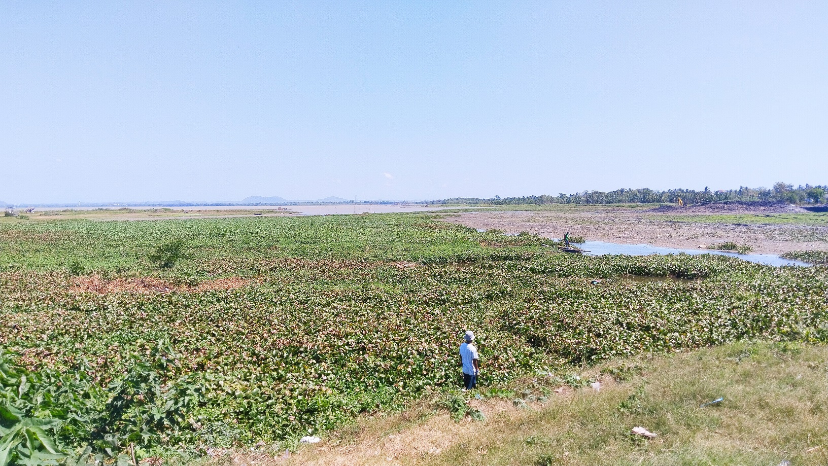 KIAN SUBUR: Seorang warga sedang mengambil sejumlah tanaman eceng gondok di sekitar Bendungan Batujai untuk dijadikan pakan ternak, Kamis (21/9).