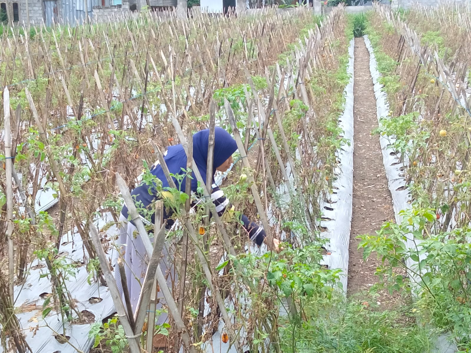 Seorang petani mengecek tanaman tomat di lahan miliknya, belum lama ini.