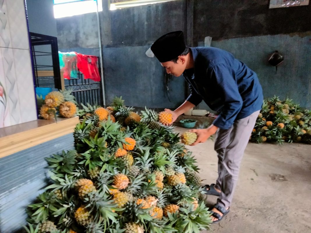 STOK TERBATAS: Kemarau berdampak pada hasil panen nanas di Desa Lendang Nangka Utara, Lombok Timur.