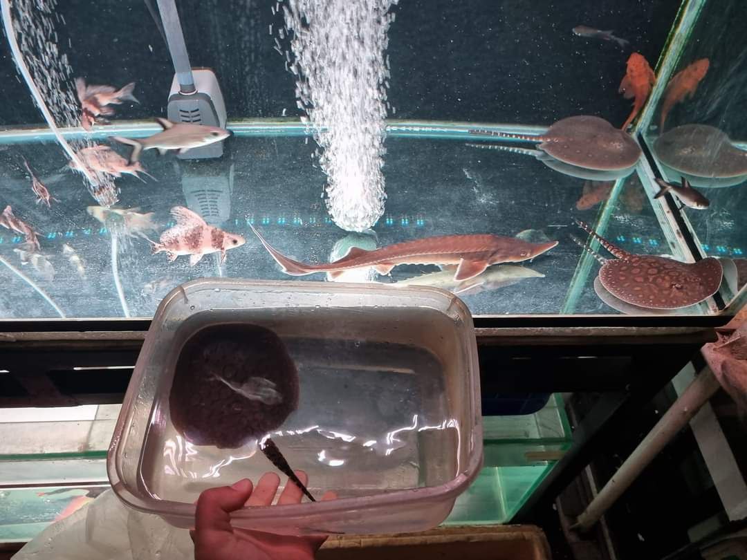Deno memperlihatkan ikan pari yang dikoleksi, sedangkan di dalam akuariumnya UU berenang ikan Acipenser Strugeon mirip hiu yang mendunia