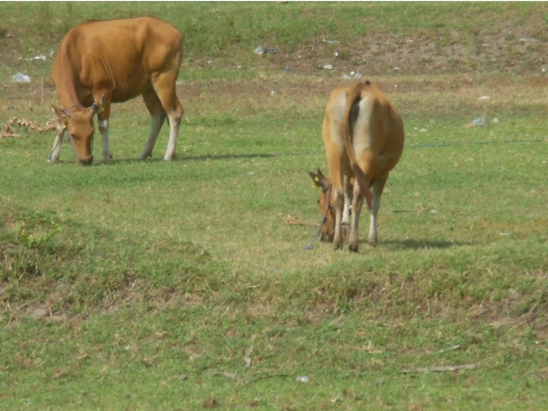 SEDANG MAKAN: Beberapa ekor sapi yang diternak warga sedang mencari makan sekitar Kecamatan Pemenang, kemarin (15/11). (NURUL/LOMBOK POST)
