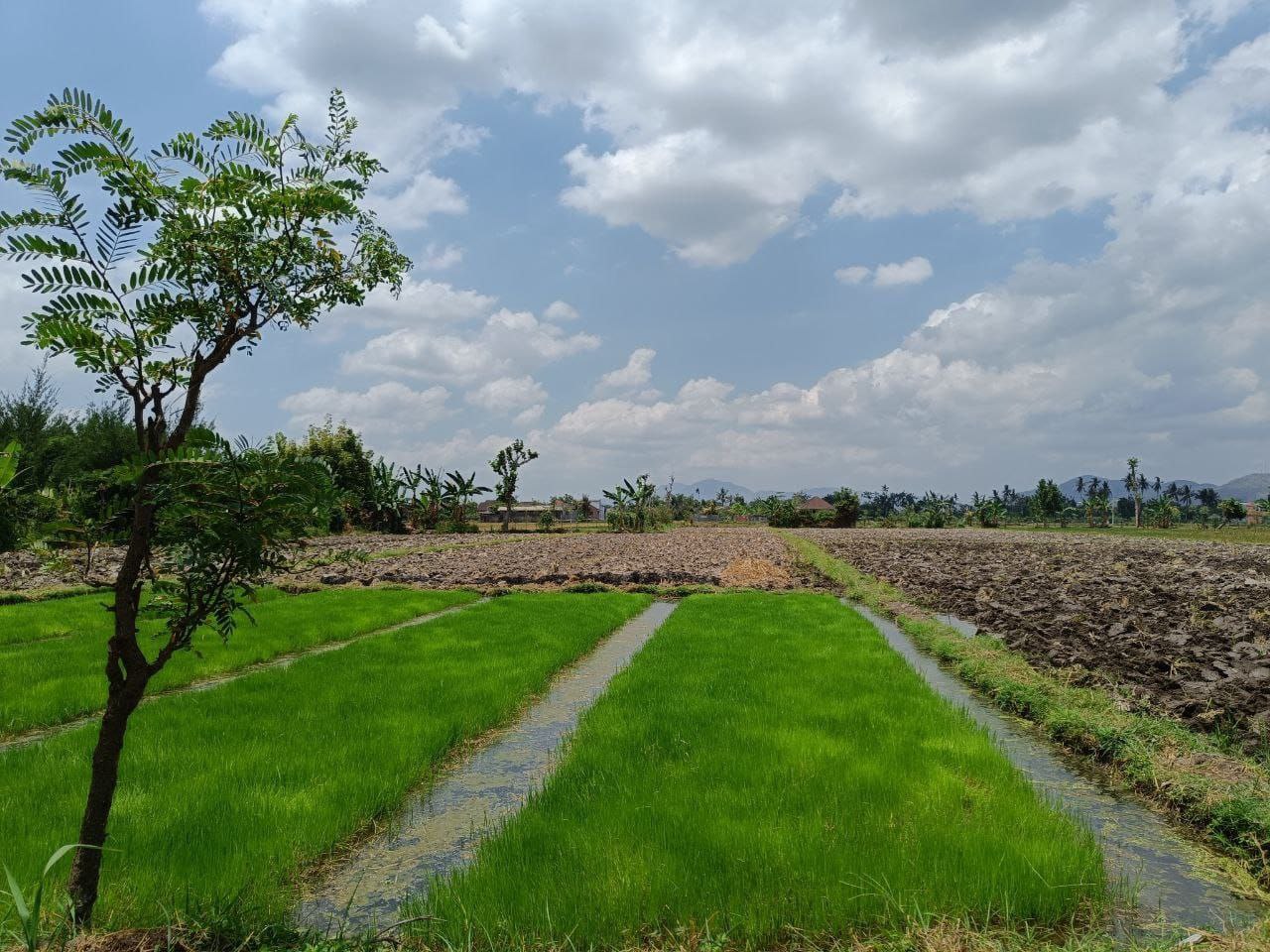 Kawasan Persawahan Kota Mataram di Lingkar Selatan.