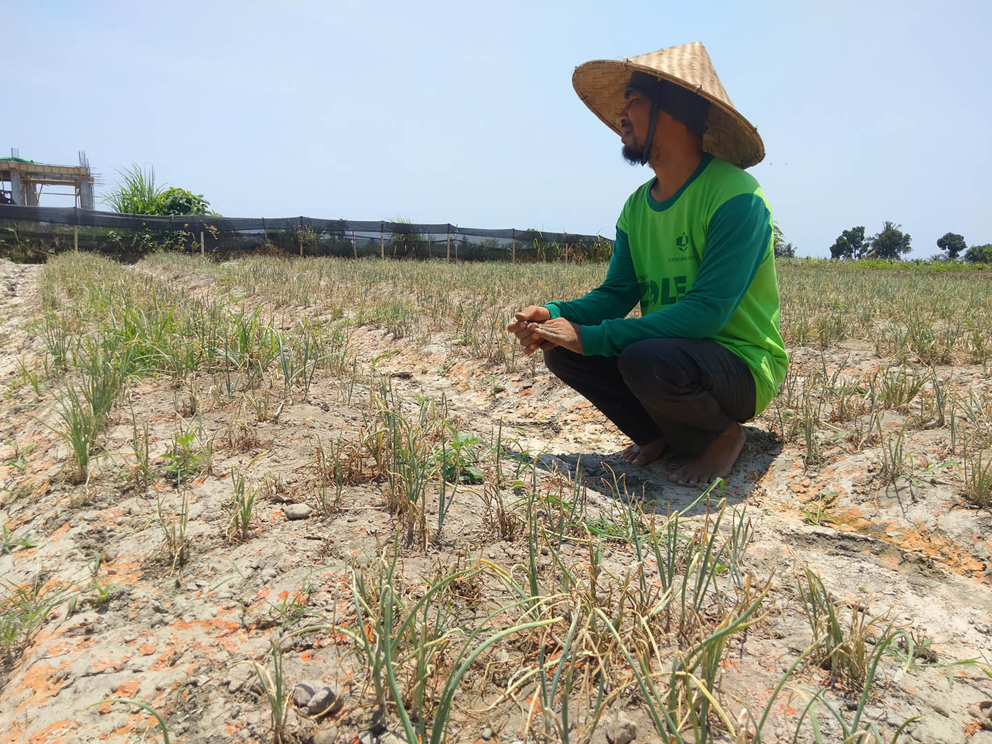 Salah seorang petani melihat kondisi tanaman bawang merahnya yang mati karena tercemar limbah Galian C.