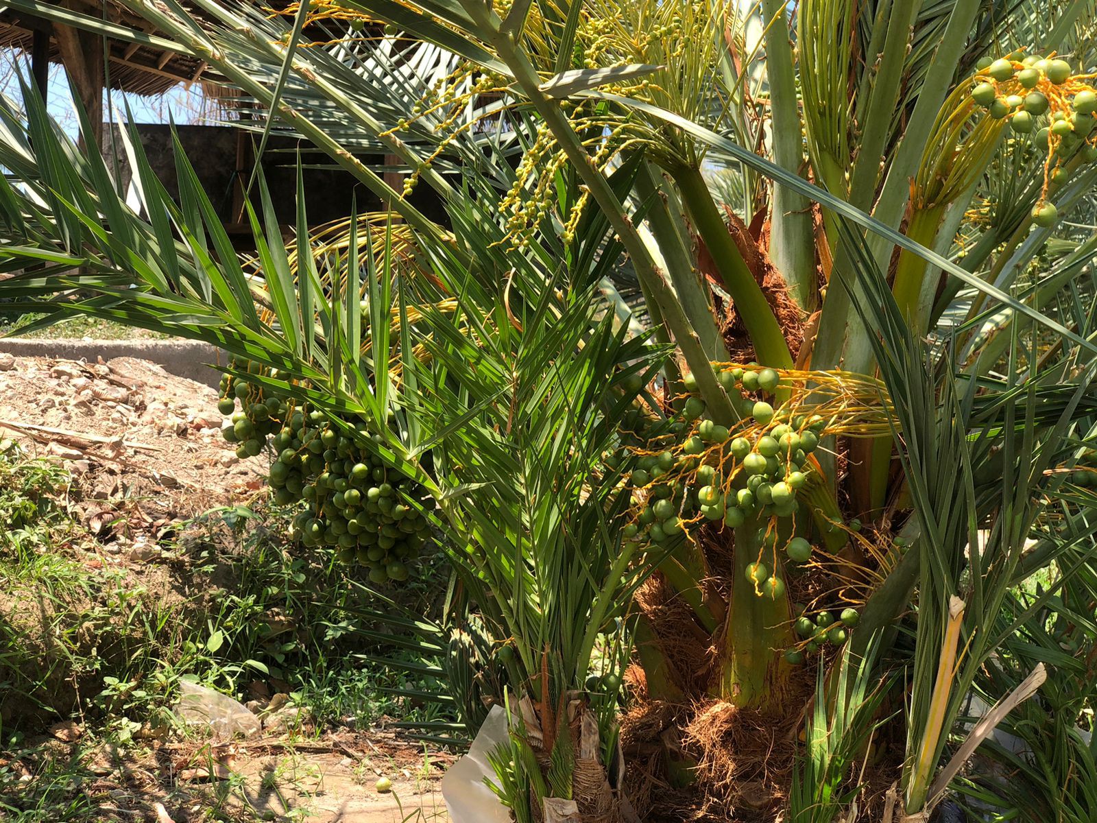 MENDUNIA: Pohon kurma yang ada di perkebunan Dusun Jugil Timur, Desa Sambik Bangkol, Kecamatan Gangga yang akan dipamerkan di Abu Dhabi, UEA. (IST/LOMBOK POST)