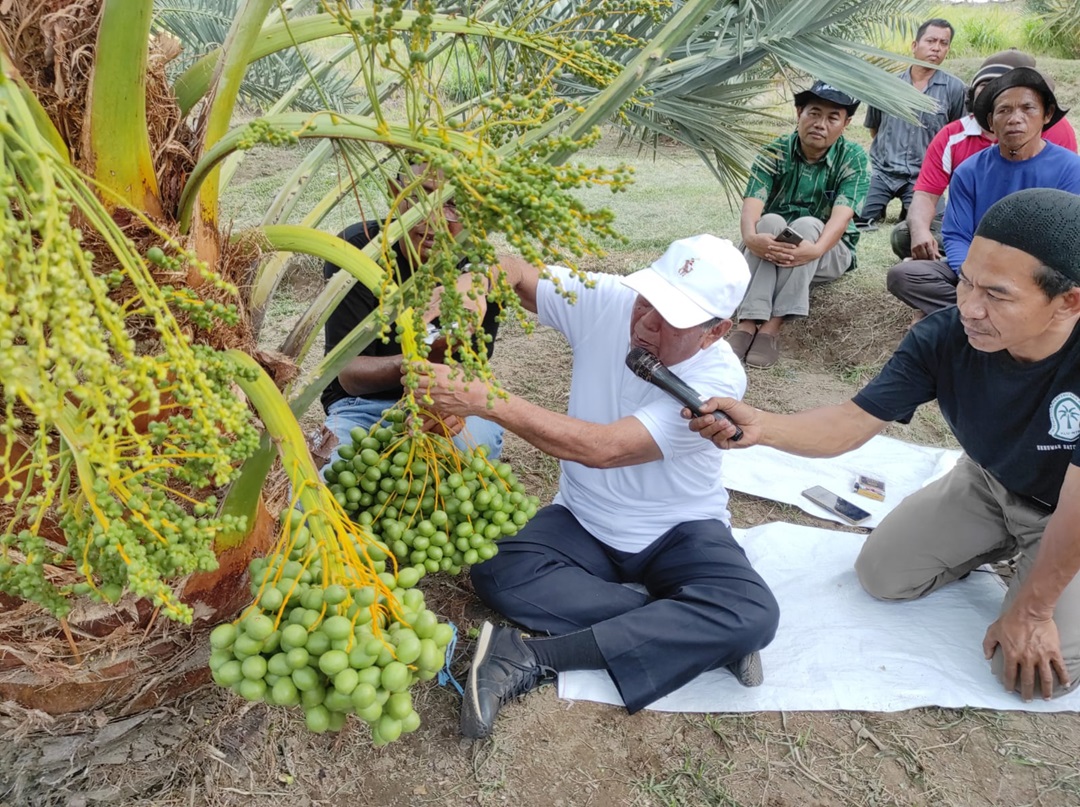 PANEN KURMA: Bupati Lombok Utara H Djohan Sjamsu (tengah) saat memanen kurma di perkebunan Dusun Jugil Desa Sambik Bangkol Kecamatan Gangga, Kamis (23/11).(IDHAM FOR LOMBOK POST)