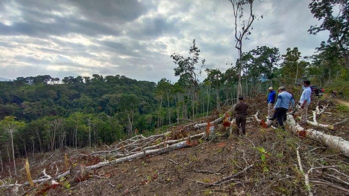 Perambahan hutan lindung untuk ladang jagung di NTB.