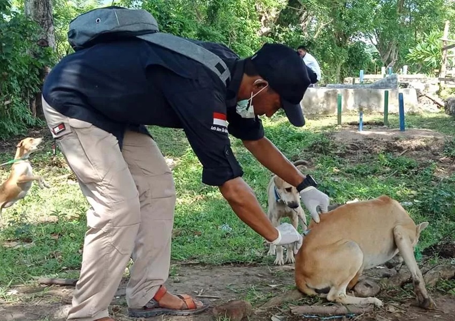 CEGAH RABIES:Petugas Dinas Peternakan dan Kesehatan Hewan melakukan vaksinasi anjing liar.(DOK/LOMBOK POST)
