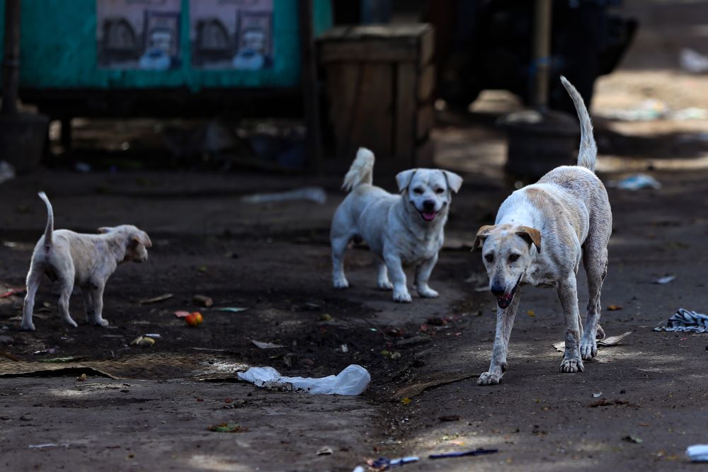 MERAJALELA : Anjing-anjing liar yang membahayakan masyarakat.