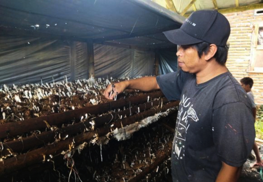 MENGUNTUNGKAN: Sodri, salah satu pembudi daya jamur bonggol jagung yang sukses meraup untung besar, di Desa Bunut Baok, Kabupaten Lombok Tengah.(IST/LOMBOK POST)