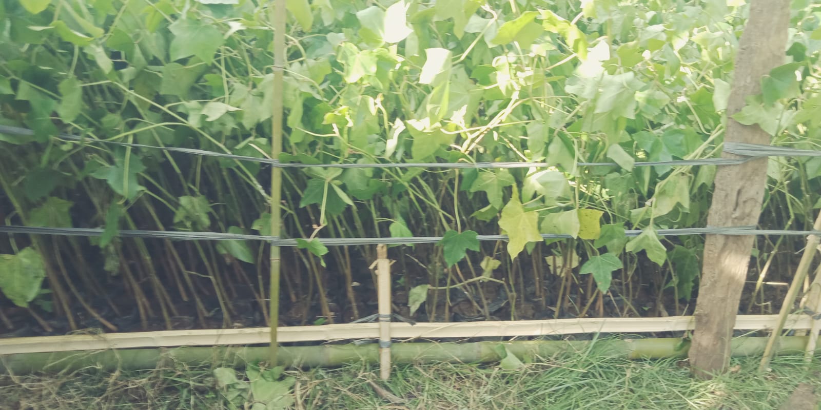 TIDAK SESUAI SPEK: Bibit pohon kemiri program small grand ditolak KTH.&nbsp;(ABDUL MUIS/LOMBOK POST)