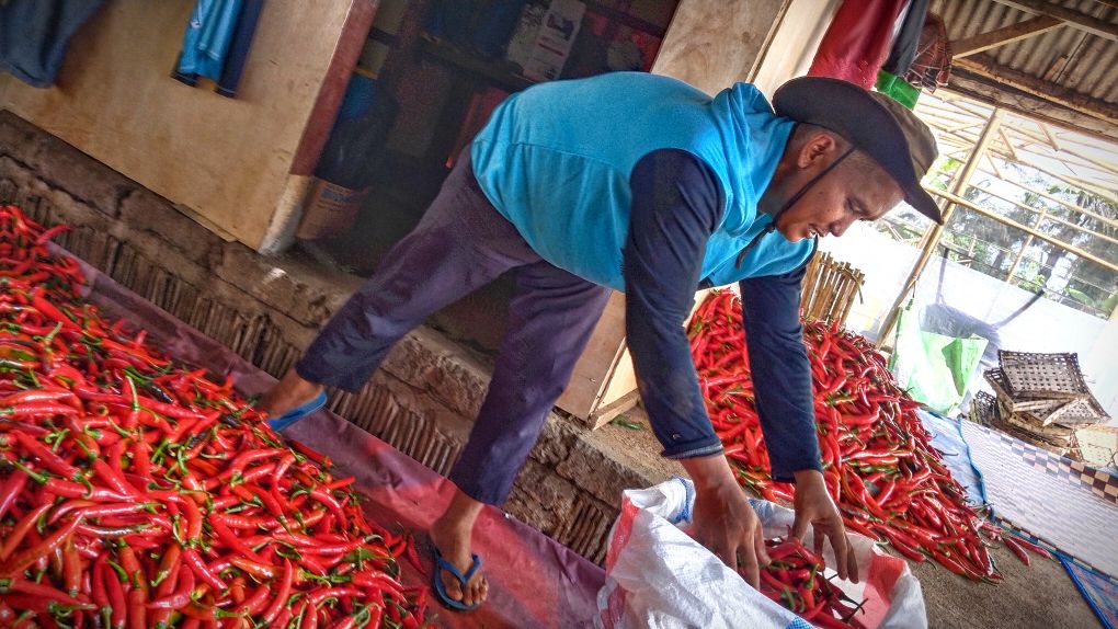 Adi Mustiadi menyortir buah cabai merah yang akan bawa pengepul ke Pulau Jawa, kemarin (14/12).
