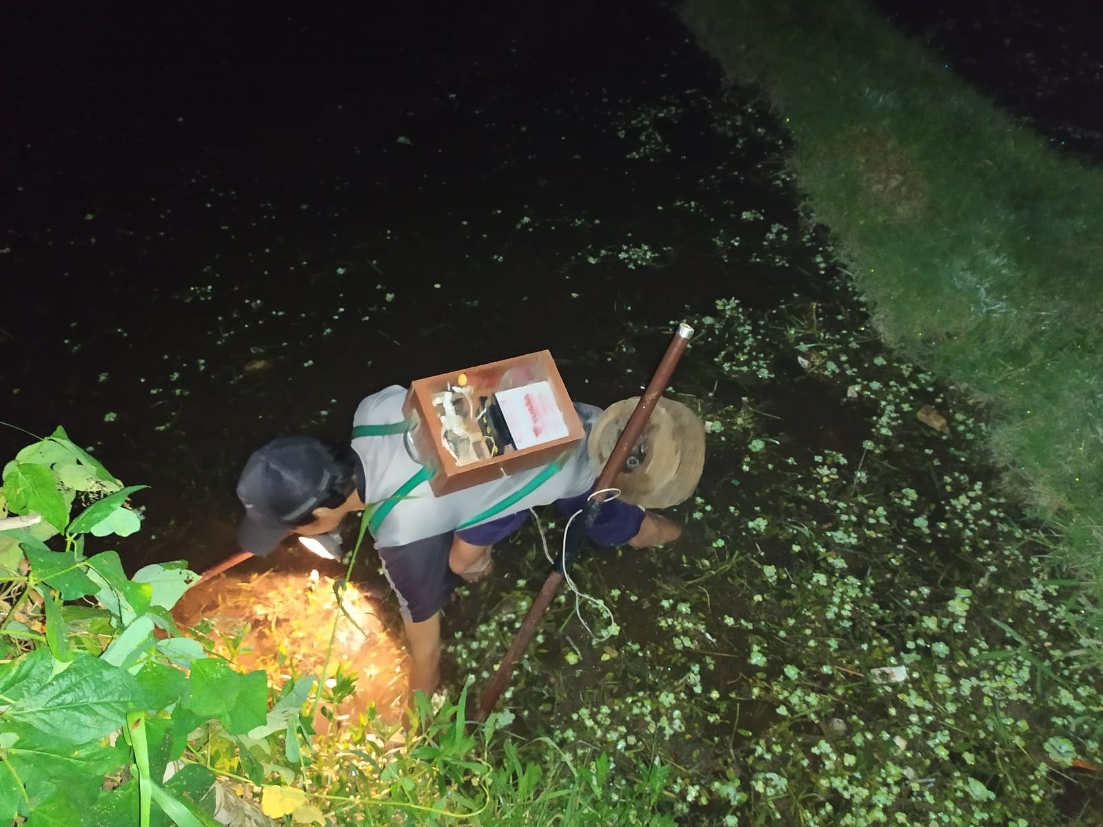 Seorang pencari belut di sawah kawasan Batu Ringgit, Mataram, beberapa waktu lalu.