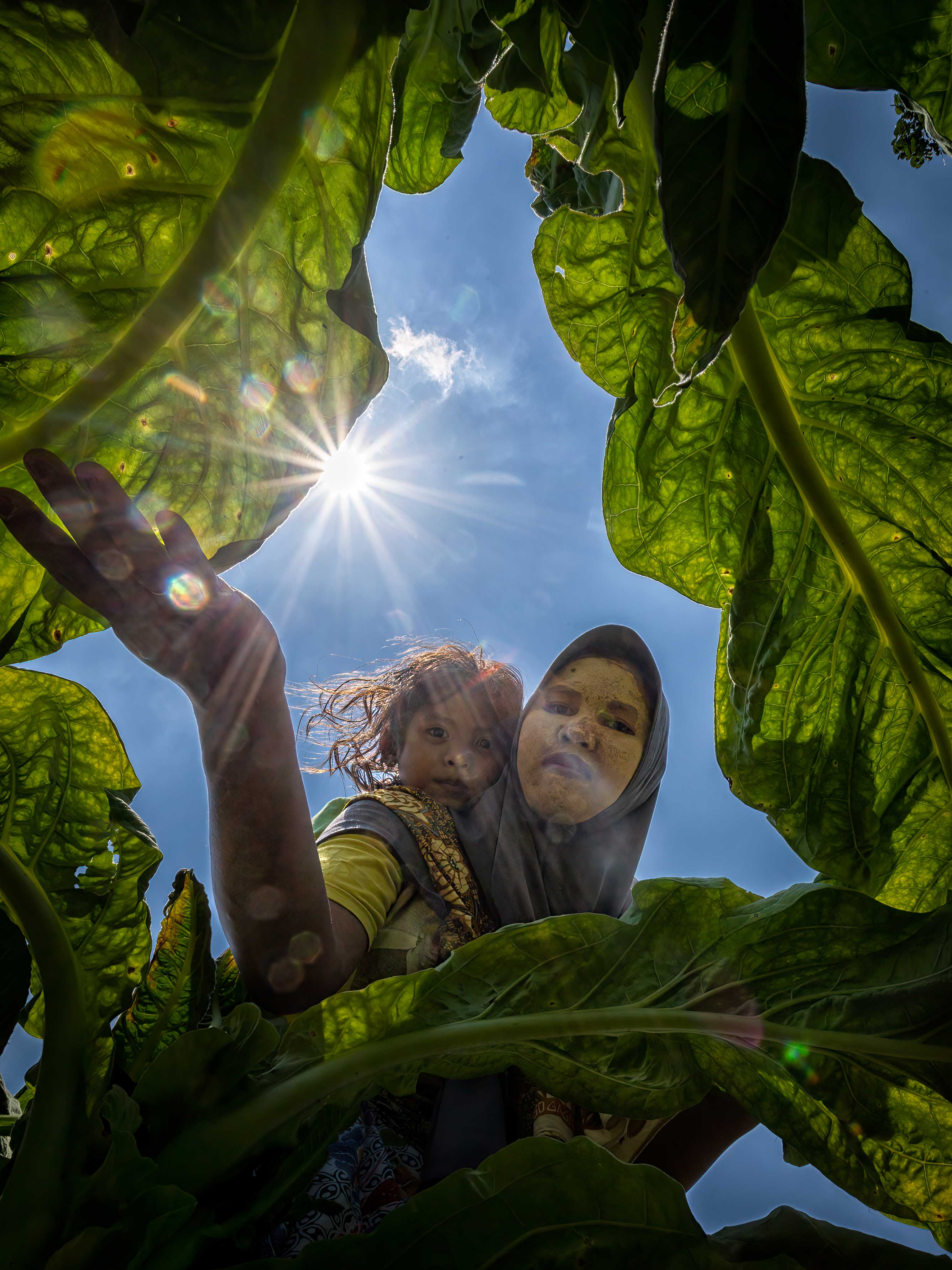 MEMELIHARA: Seorang petani tembakau sambil menggendong anaknya, memeriksa kondisi pertumbuhan tanaman tembakau, agar menghasilkan kualitas terbaik.