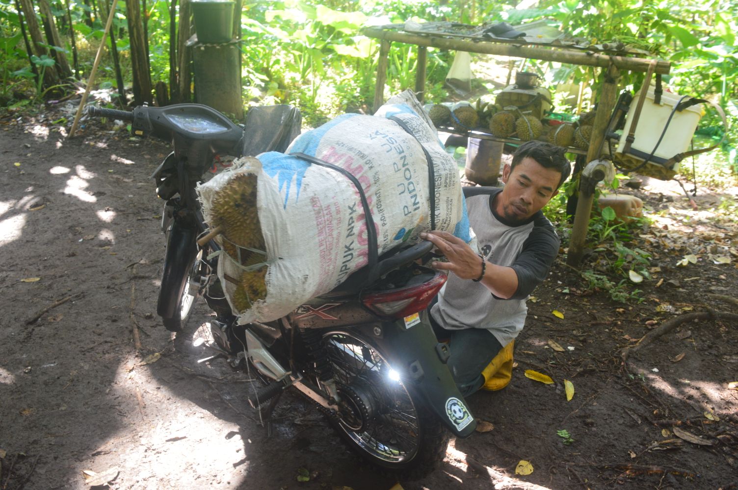 SIAP DIJUAL: Muhammad Sidiq menyiapkan belasan buah durian dalam karung yang akan dibawa pulang usai panen di Taman Hutan Raya (Tahura) Karang Sidemen, Kecamatan Batukliang Utara, Loteng.
