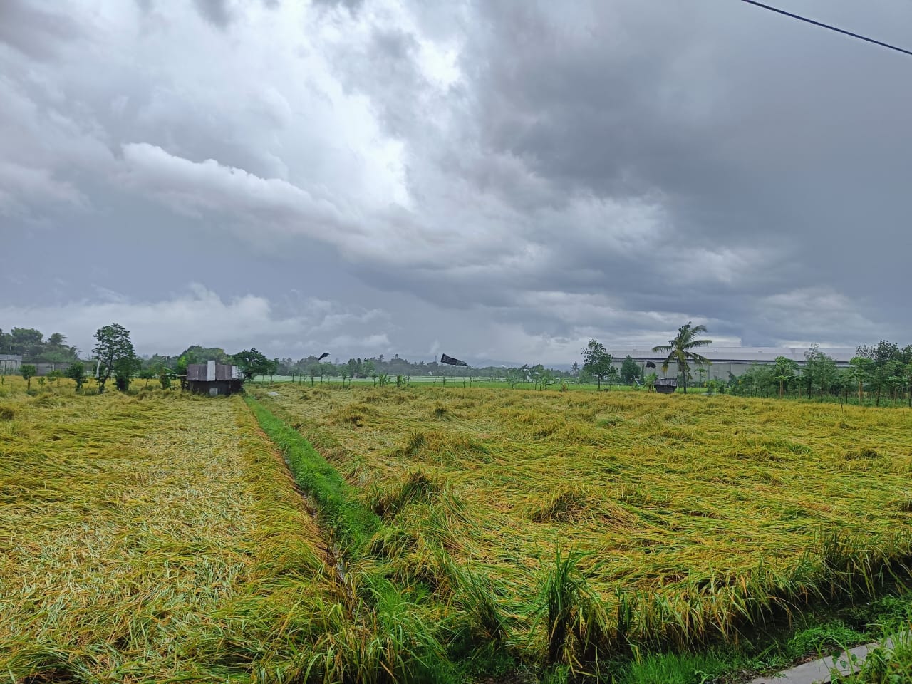 Tanaman padi di Kota Mataram bertumbangan akibat angin kencang.