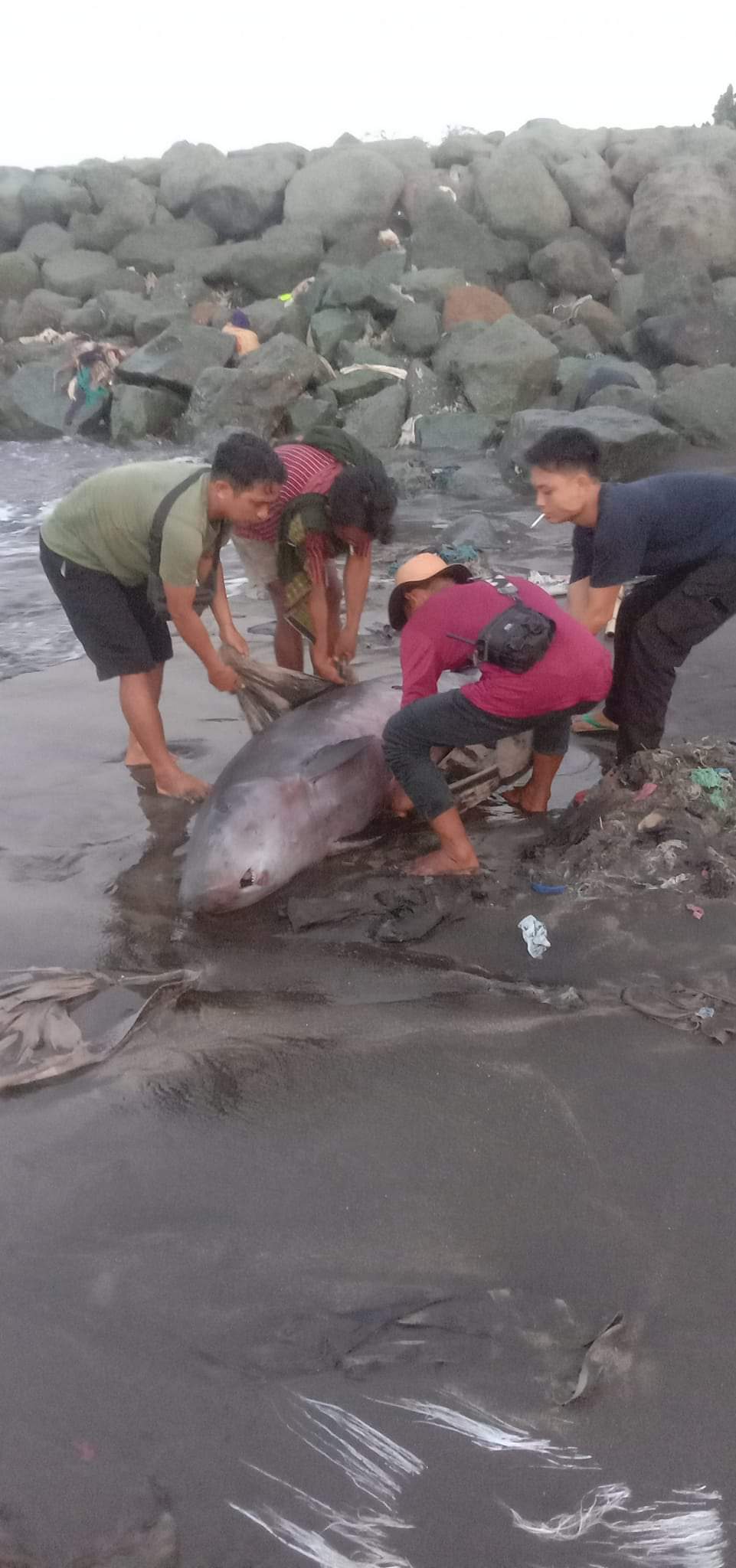 Bangkai ikan besar ditemukan warga di pantai Loang Baloq, Kota Mataram. Warga menduga itu ikan lumba-lumba.
