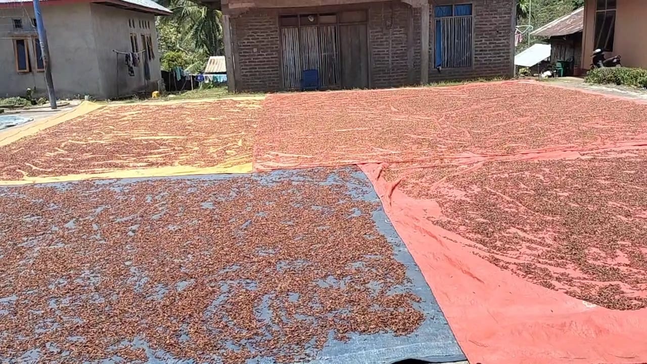 Cengkeh hasil panen petani di Desa Wewo, Kecamatan Satar Mese, NTT.