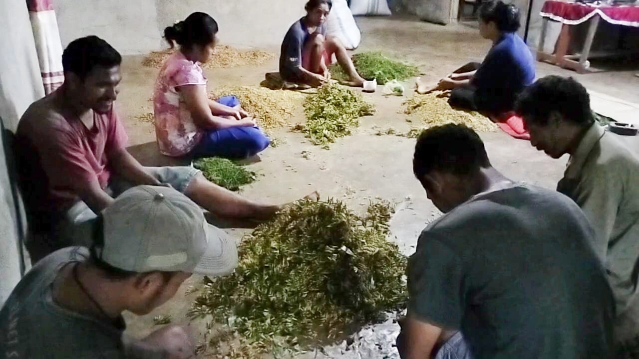 Para petani cengkeh Desa Wewo usai panen.
