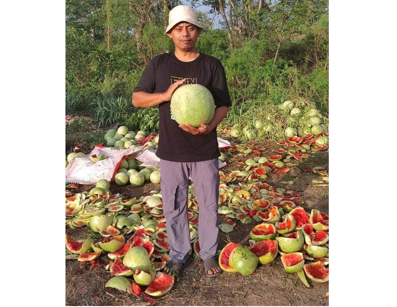 MELIMPAH: Buah semangka yang dipanen di salah satu lahan kering yang dikelola Artadi, kemarin (11/1).(RASYID FOR LOMBOK POST)