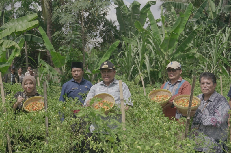 PANEN RAYA: Kepala KPwBI NTB Berry Arifsyah Harahap (kanan) bersama Pj Gubernur NTB H Lalu Gita Ariadi (tengah) saat melakukan panen raya di lahan klaster tani cabai binaan BI NTB di Lombok Timur.