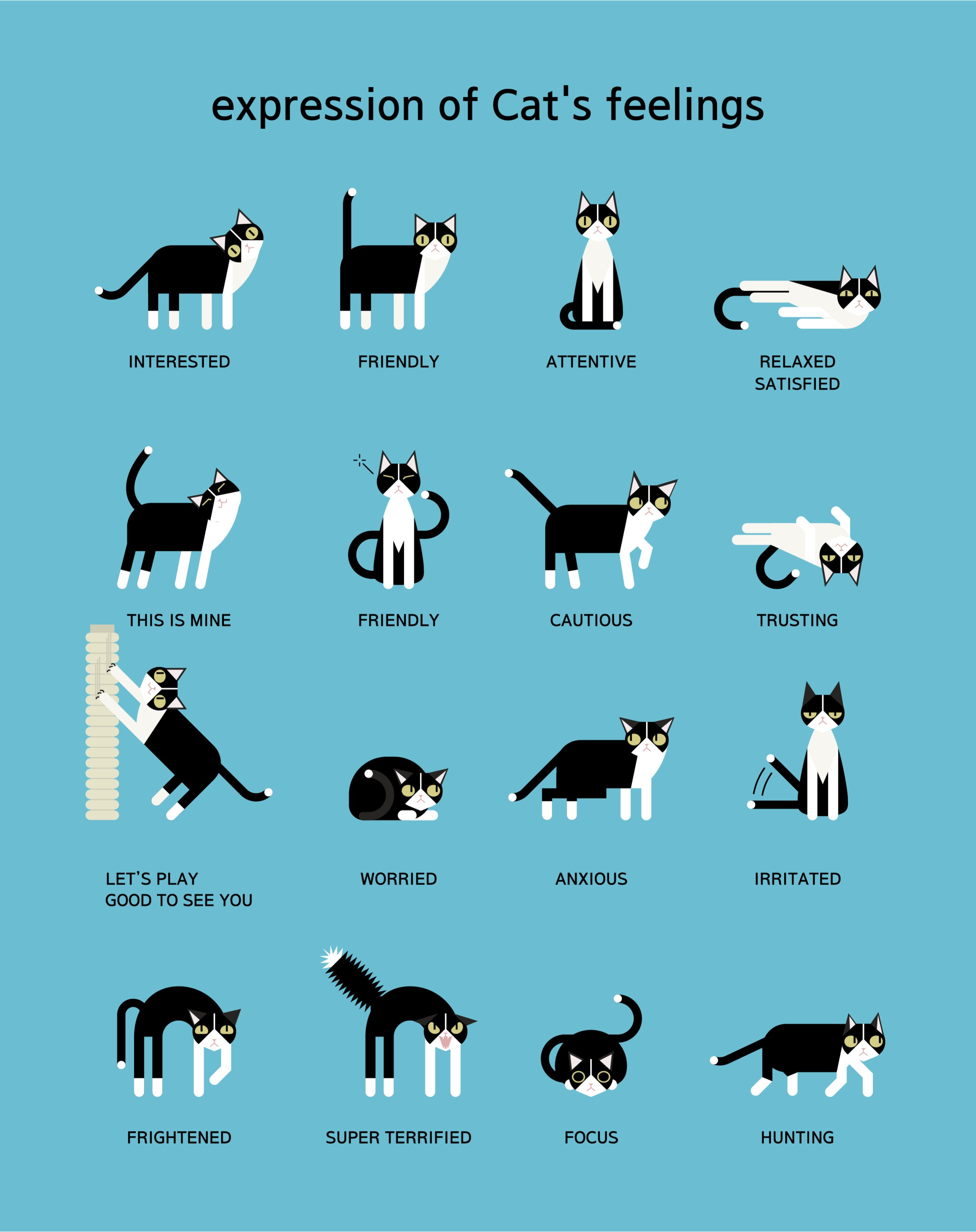 Perhatikan baik-baik tanda ekor kucing, dan Anda dapat dengan mudah mengetahui apakah mereka merasa lapar, sedih, atau tidak nyaman. (gambar: reddit.com