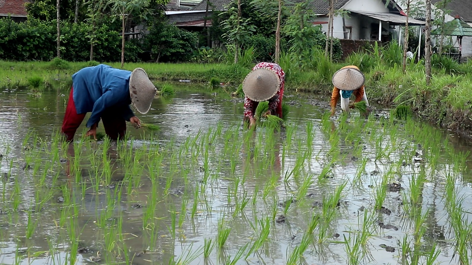 Sejumlah buruh tani menanam benih padi diarea persawahan Leneng, Kota Praya, belum lama ini.