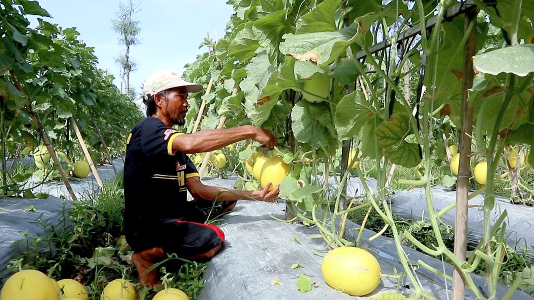 MENJANJIKAN: Rustamin, petani melon yang tengah memanen melon golden, di Desa Segala Anyar, Kecamatan Pujut, Kabupaten Lombok Tengah, pekan lalu.(FERIAL/LOMBOK POST)