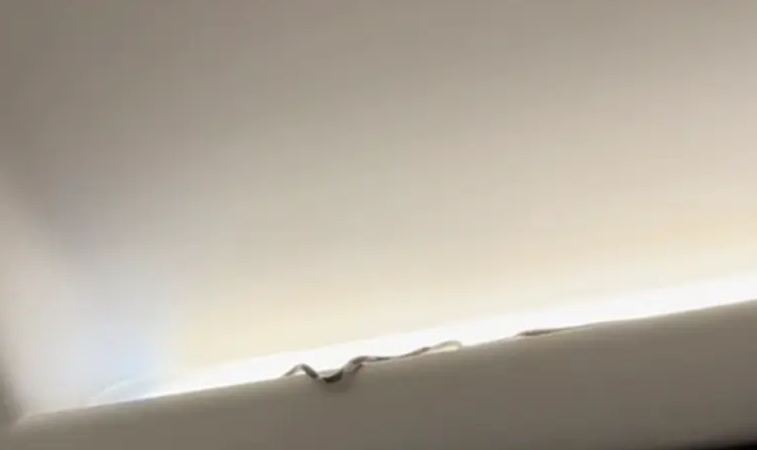 Seeokor ular terekam masuk ke dalam pesawat AirAsia dalam sebuah penerbangan di Thailand (Foto: TikTok/@wannabnailssalon)