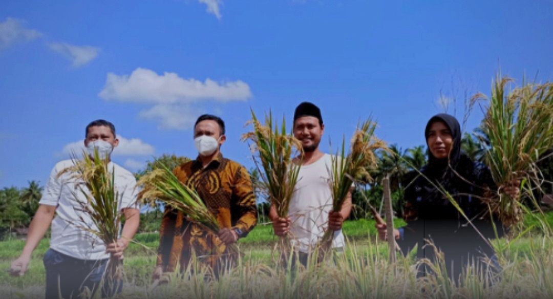 PANEN: Kepala Bidang Ekonomi PPSM Thohir Yasin, Syahrullah (dua kanan) saat melakukan panen padi organik, belum lama ini.(THOHIR YASIN FOR LOMBOK POST)