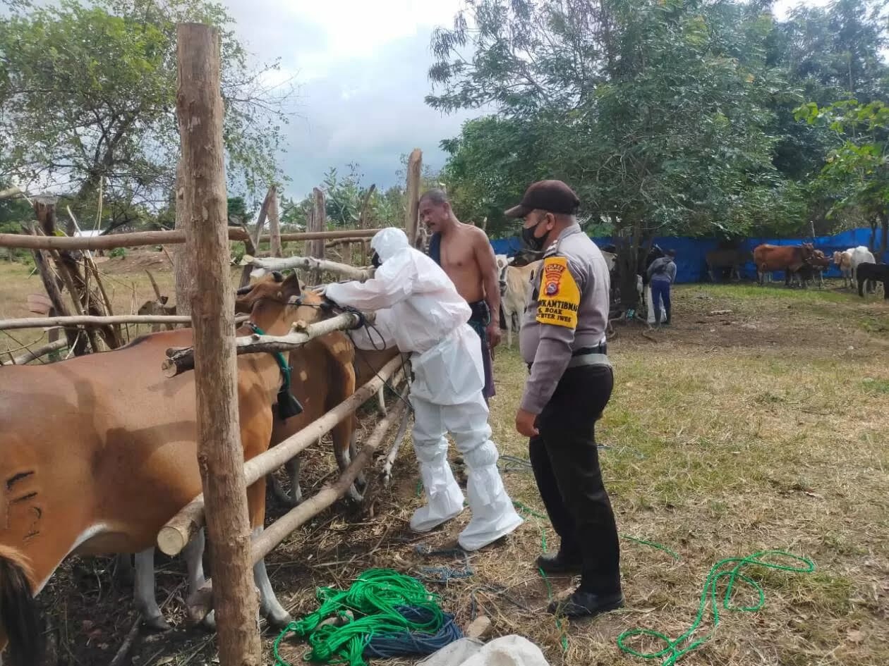 VAKSINASI: Anggota Polres Sumbawa dan petugas UPT Poskeswan Kecamatan Unter melakukan vaksinasi terhadap ternak sapi di Desa Baok, Sabtu (13/8/2022).(DOK LOMBOK POST)