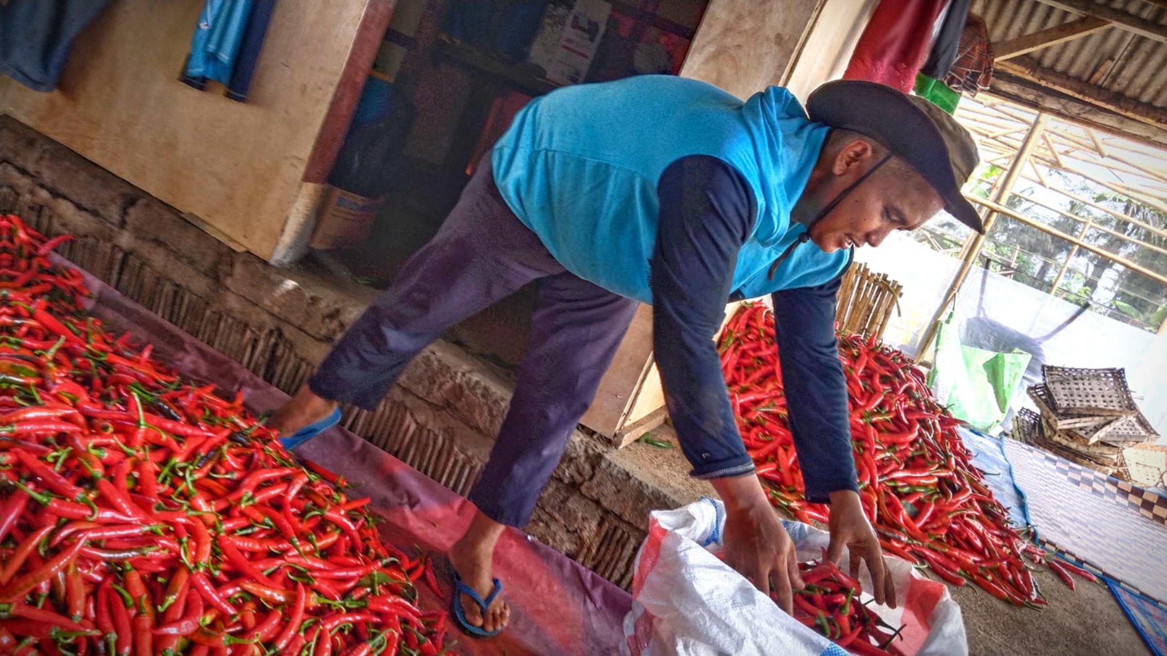 PANEN CABAI: Salah satu petani Desa Bunkate, Lombok Tengah, tengah memeriksa hasil panen cabai merah yang akan dijual belum lama ini.(DEWI/LOMBOK POST)
