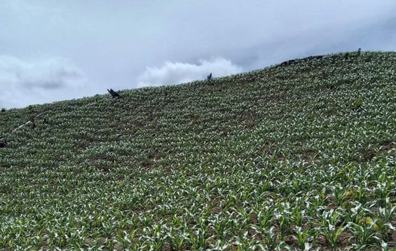 HARGA MENGGEMBIRAKAN: Harga jagung kini tembus Rp 7 ribu. Tampak tanaman jagung warga di wilayah Sumbawa. (FACEBOOK PETANI JAGUNG)