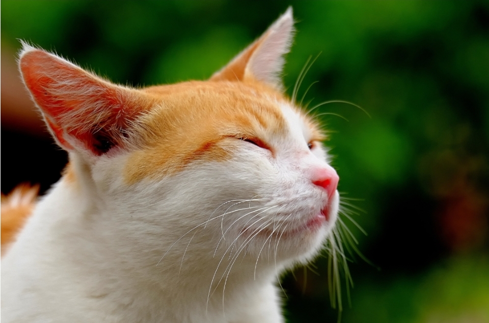 ilustrasi kucing dengan nafas yang terengah-engah. (foto : ist)