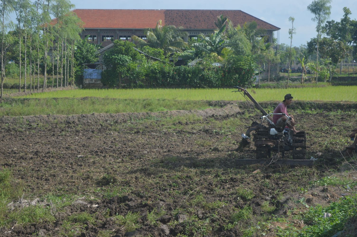 Beberapa petak sawah disekitar bypass BIL-Mandalika belum ditanami padi lantaran belum mendapat jatah air irigasi, Rabu(7/2).