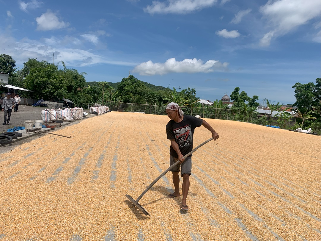DIJEMUR : Seorang petani jagung sedang menjemur hamparan jagung pipil di lantai penjemur, KUD Petak Gerung.  (CHIA/LOMBOK POST)