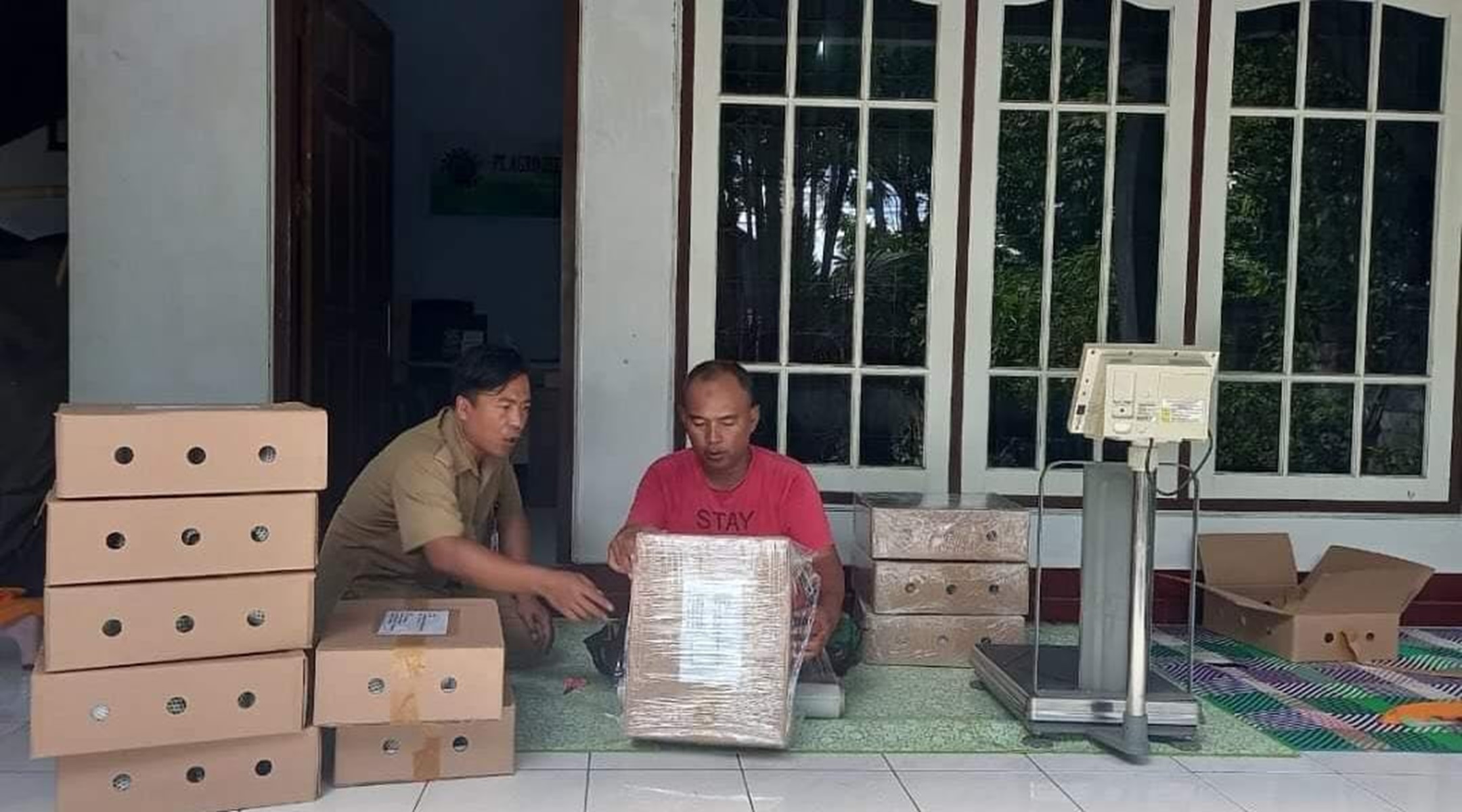 PERSIAPAN EKSPOR: Pihak PT Agro Zee Annur saat melakukan proses packing buah alpukat dan binjai yang akan diekspor ke Singapura, Selasa (6/2).